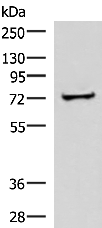 Anti-ZNF263 Rabbit Polyclonal Antibody