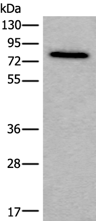 Anti-ZYX Rabbit Polyclonal Antibody