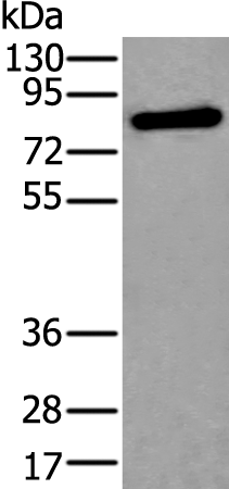 Anti-XPNPEP2 Rabbit Polyclonal Antibody