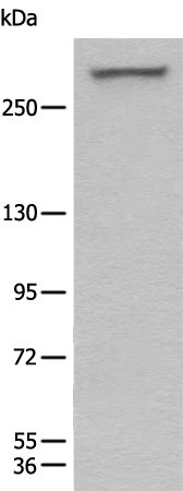 Anti-WDFY3 Rabbit Polyclonal Antibody
