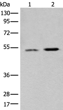 Anti-FENS1 Rabbit Polyclonal Antibody