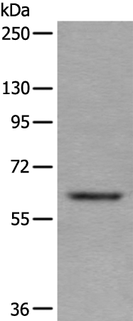 Anti-UAP1 Rabbit Polyclonal Antibody