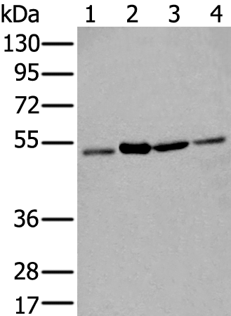 Anti-Ubiquitin Activating Enzyme 5 Rabbit Polyclonal Antibody