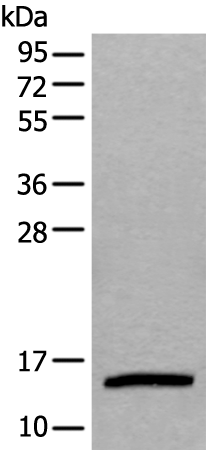 Anti-Ubiquitin Conjugating Enzyme E2 D3 Rabbit Polyclonal Antibody