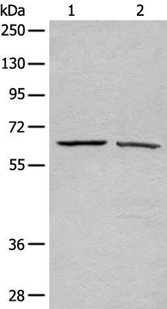 Anti-ATAD3A Rabbit Polyclonal Antibody