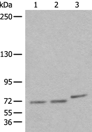 Anti-BBS10 Rabbit Polyclonal Antibody