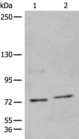 Anti-NCAPH Rabbit Polyclonal Antibody