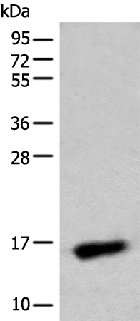 Anti-C15orf40 Rabbit Polyclonal Antibody