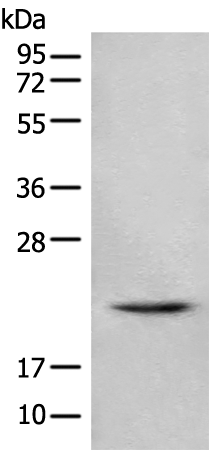 Anti-C1orf19 Rabbit Polyclonal Antibody