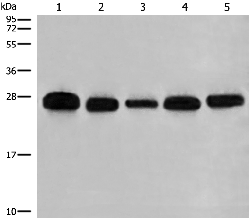 Anti-GATD3B Rabbit Polyclonal Antibody