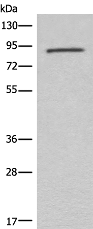 Anti-C7 Rabbit Polyclonal Antibody
