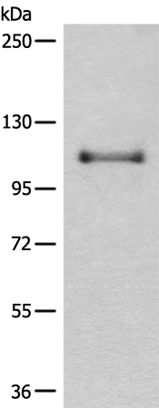 Anti-CASK Rabbit Polyclonal Antibody