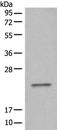 Anti-CBFB Rabbit Polyclonal Antibody