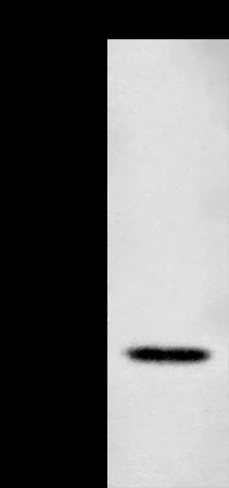 Anti-CD300e Rabbit Polyclonal Antibody