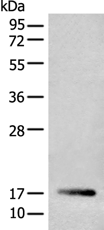 Anti-CDA Rabbit Polyclonal Antibody