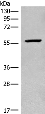 Anti-CDADC1 Rabbit Polyclonal Antibody