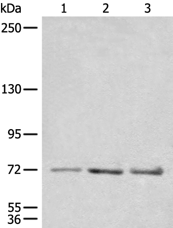 Anti-CEP72 Rabbit Polyclonal Antibody