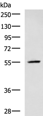 Anti-CEP57 Rabbit Polyclonal Antibody