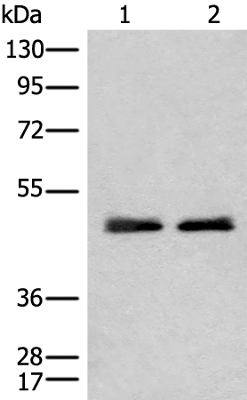 Anti-CHIT1 Rabbit Polyclonal Antibody