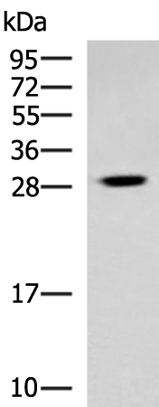 Anti-Tubulin Folding Cofactor B Rabbit Polyclonal Antibody
