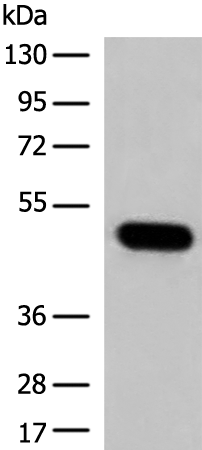 Anti-TRIM39 Rabbit Polyclonal Antibody