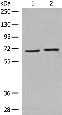Anti-CRAT Rabbit Polyclonal Antibody