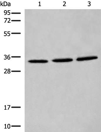 Anti-CYB5R1 Rabbit Polyclonal Antibody
