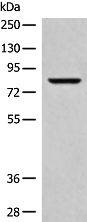 Anti-Cytochrome P450 Reductase Rabbit Polyclonal Antibody