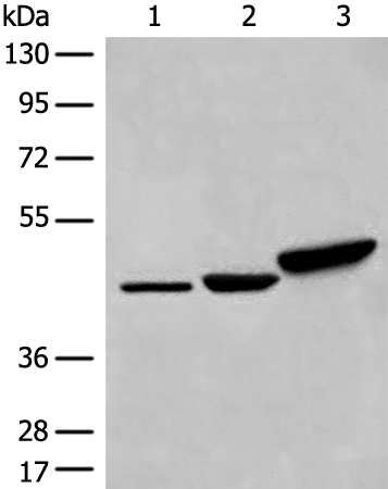 Anti-DDOST Rabbit Polyclonal Antibody