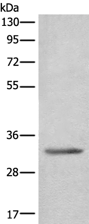 Anti-delta Sarcoglycan Rabbit Polyclonal Antibody