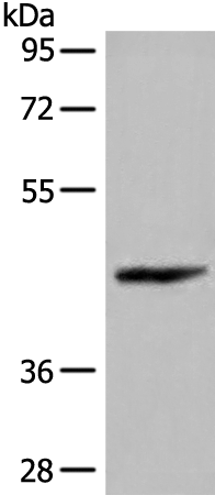 Anti-C11orf49 Rabbit Polyclonal Antibody