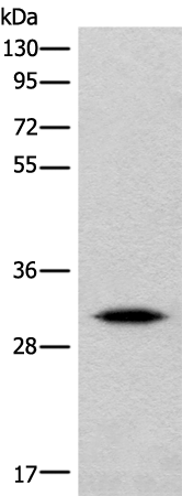 Anti-IMPA1 Rabbit Polyclonal Antibody