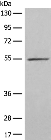Anti-FSD1 Rabbit Polyclonal Antibody