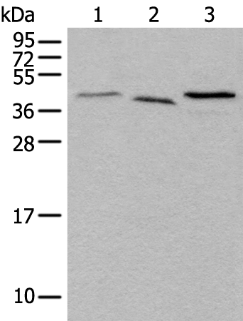 Anti-UBXN1 Rabbit Polyclonal Antibody