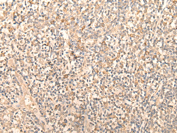 Anti-FAM105A Rabbit Polyclonal Antibody