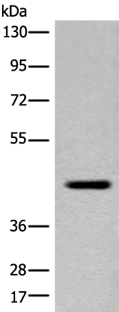 Anti-FAM105A Rabbit Polyclonal Antibody