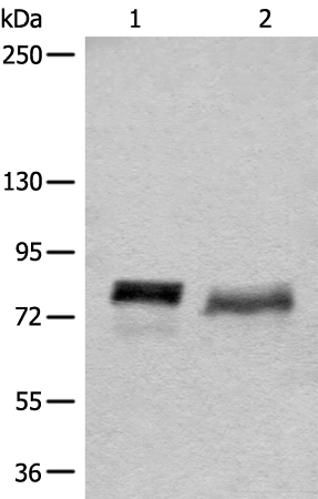 Anti-BCAS3 Rabbit Polyclonal Antibody