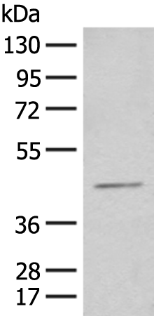 Anti-HENMT1 Rabbit Polyclonal Antibody