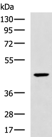 Anti-OLA1 Rabbit Polyclonal Antibody
