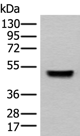 Anti-Septin 10 Rabbit Polyclonal Antibody