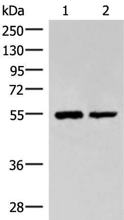 Anti-RUVBL1 Rabbit Polyclonal Antibody