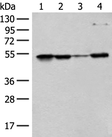 Anti-RRP1 Rabbit Polyclonal Antibody
