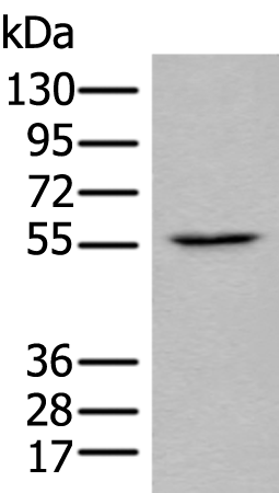 Anti-Mint3 Rabbit Polyclonal Antibody