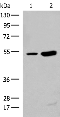Anti-ZBTB43 Rabbit Polyclonal Antibody