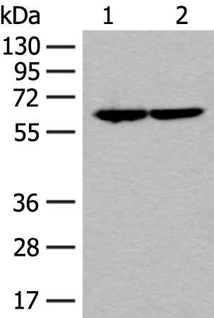 Anti-SF3A3 Rabbit Polyclonal Antibody