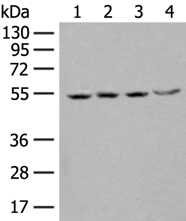 Anti-SHMT2 Rabbit Polyclonal Antibody
