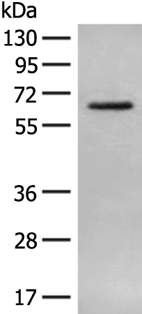 Anti-AOAH Rabbit Polyclonal Antibody