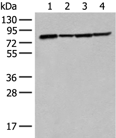 Anti-TUBGCP4 Rabbit Polyclonal Antibody