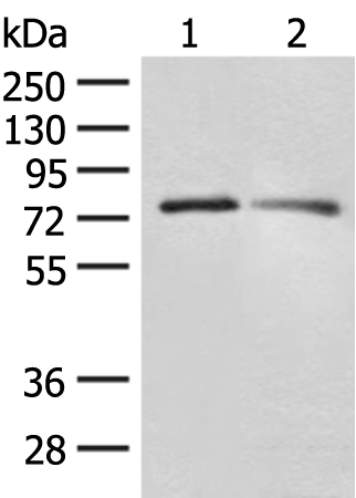 Anti-FXR2 Rabbit Polyclonal Antibody