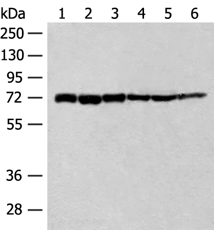 Anti-Transcription Factor 25 Rabbit Polyclonal Antibody